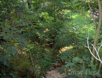 Pełczyska. Grodzisko (stanowisko nr 1), będące pozostałością prawdopodobnie po dworze na kopcu (fot. Tomasz Szwagrzak)