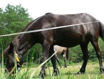 Grotniki. Konie na padoku (fot. Łukasz Konieczny)