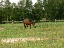 Biała. Ranczo "Natura Plus", Kotowice 16, widok na ośrodek i konie (fot. Łukasz Konieczny)