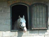 Helen&oacute;w. Ludowy Klub Jeździecki "Mała Stajnia", Helen&oacute;w 21, widok na ośrodek i konie (fot. Piotr Wojtaszek)