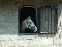 Helen&oacute;w. Ludowy Klub Jeździecki "Mała Stajnia", Helen&oacute;w 21, widok na ośrodek i konie (fot. Piotr Wojtaszek)