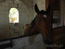 Helen&oacute;w. Ludowy Klub Jeździecki "Mała Stajnia", Helen&oacute;w 21, widok na ośrodek i konie (fot. Piotr Wojtaszek)