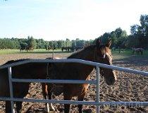 Stadnina Koni Syriusz (fot. Łukasz Wandachowicz)