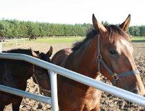 Stadnina Koni Syriusz (fot. Łukasz Wandachowicz)