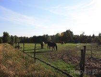 Stadnina Koni Syriusz (fot. Łukasz Wandachowicz)