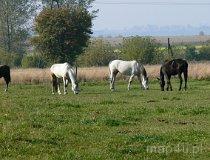 Popów. Gospodarstwo agroturystyczne w Popowie. Widok na gospodarstwo i konie. (fot. Łukasz Konieczny)