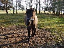 Chróścin. Konie w ośrodku jazdy konnej i gospodarstwie agroturystycznym „Bocianie Gniazdo” (fot. Marta Pabich)