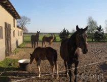 Galewice. Gospodarstwo agroturystyczne i ośrodek jazdy konnej "Podkowa" (fot. Bartosz Stępień)