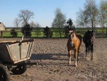Galewice. Gospodarstwo agroturystyczne i ośrodek jazdy konnej "Podkowa" (fot. Bartosz Stępień)