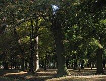 Naramice. Zabytkowy park podworski z XIX w., pomnikowe okazy drzew (fot. Maciej Kronenberg)