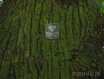 Naramice. Zabytkowy park podworski z XIX w., pomnikowe okazy drzew (fot. Maciej Kronenberg)