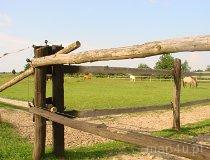 Skotniki. Stajnia Skotniki. (fot. Leszek Łuchniak)