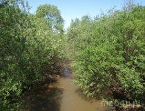 Rzeka Oleśnica w Małej Wsi (fot. Marta Pabich-Makoska)