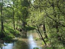 Rzeka Oleśnica. Widok z mostu na drodze leśnej między Małą Wsią a Niechmirowem (fot. Marta Pabich-Makoska)