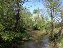 Rzeka Oleśnica. Widok z mostu na drodze leśnej między Małą Wsią a Niechmirowem (fot. Marta Pabich-Makoska)