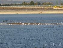 Zbiornik Jeziorsko. (fot. Łukasz Konieczny)