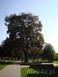 Wieluń. Park miejski, XIX w. (fot. Marta Pabich)