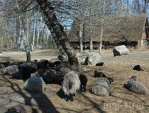 Biskupin. Muzeum Archeologiczne (fot. Piotr Wojtaszek)
