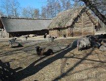 Biskupin. Muzeum Archeologiczne (fot. Piotr Wojtaszek)