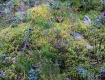 Odry. Rezerwat Kamienne Kręgi (fot. Łukasz Konieczny)