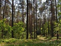 Żądłowice. Rezerwat przyrody (fot. Tomasz Mazurek)