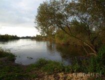Ujście Widawki do Warty. (fot. Marta Pabich-Makoska)