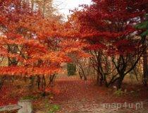 Rogów. Arboretum (fot. Monika Krawętek-Foryś)