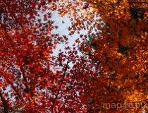 Rogów. Arboretum (fot. Monika Krawętek-Foryś)