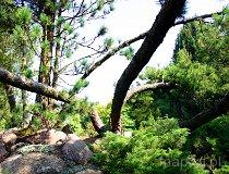 Rogów. Arboretum (fot. Marek i Ewa Wojciechowscy)