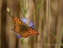 Przyroda. Motyl. (fot. Dominik Łęgowski)