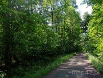 Rezerwat leśny „Mokry Las” (fot. Piotr Solle)