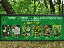Park Zdrojowy im. M. Witczaka w Jastrzębiu-Zdroju (fot. Krzysztof Jędryczkowski)