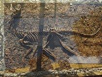 Lisowice, Muzeum Paleontologiczne (fot. Krzysztof Jędryczkowski)