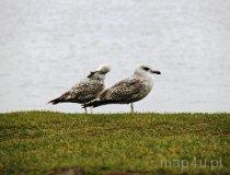 Dąbki. Ptaki (fot. Łukasz Konieczny)