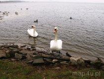 Dąbki. Łabędzie (fot. Łukasz Konieczny)