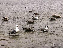 Dąbki. Ptaki (fot. Łukasz Konieczny)