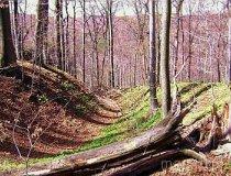 Złoty Potok. Grodzisko (fot. Lidia Kamińska-Koj)