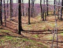 Złoty Potok. Grodzisko (fot. Lidia Kamińska-Koj)