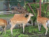 Myczkowce. Ośrodek Wypoczynkowo-Rehabilitacyjny, mini zoo (fot. Anna Omiecińska)