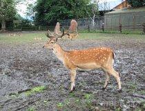 Myczkowce. Ośrodek Wypoczynkowo-Rehabilitacyjny, mini zoo (fot. Anna Omiecińska)