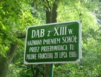 Giewart&oacute;w. Dąb szypułkowy „Sok&oacute;ł” z XIII w. (fot. Magdalena Suchan)