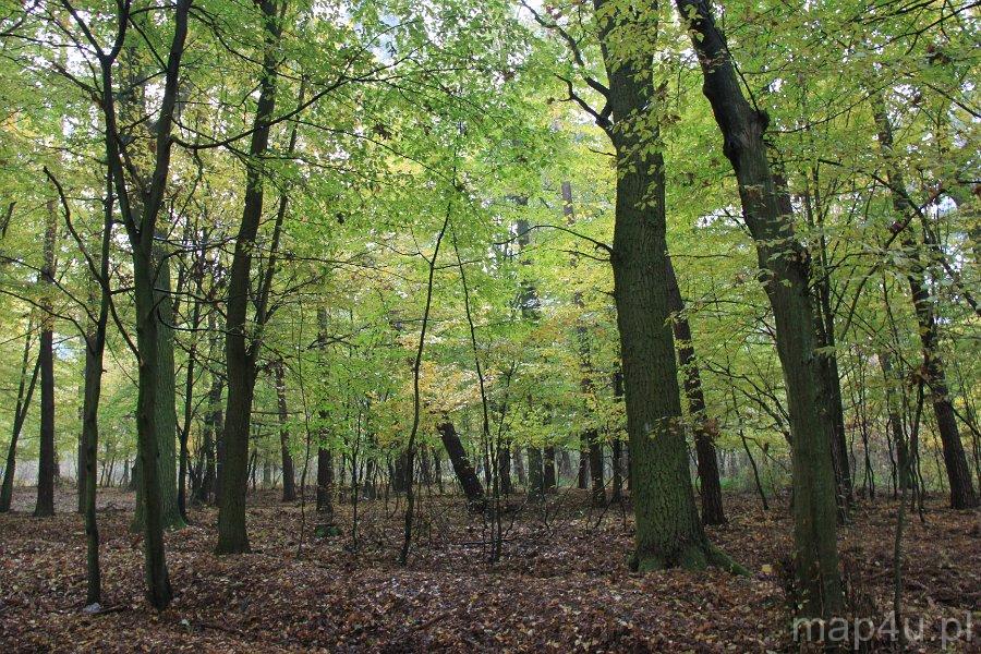 Rogaliński Park Krajobrazowy (fot. Jarosław Świerczyński)