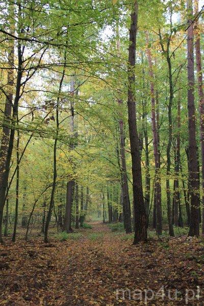 Rogaliński Park Krajobrazowy (fot. Jarosław Świerczyński)