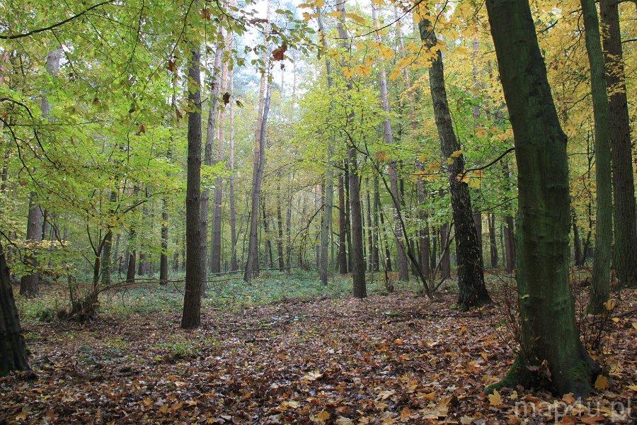 Rogaliński Park Krajobrazowy (fot. Jarosław Świerczyński)