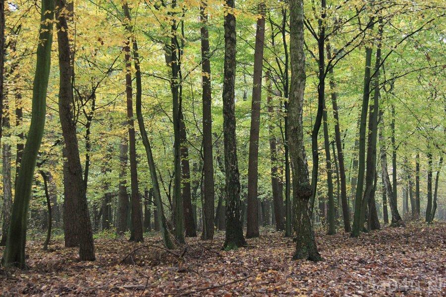 Rogaliński Park Krajobrazowy (fot. Jarosław Świerczyński)