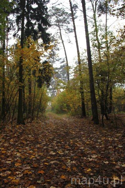 Rogaliński Park Krajobrazowy (fot. Jarosław Świerczyński)