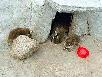 Świerkocin. ZOO Safari Świerkocin (fot. Marek i Ewa Wojciechowscy)