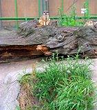 Świerkocin. ZOO Safari Świerkocin (fot. Marek i Ewa Wojciechowscy)