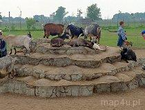 Świerkocin. ZOO Safari Świerkocin (fot. Marek i Ewa Wojciechowscy)