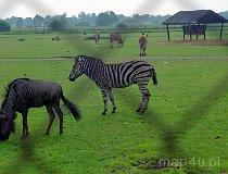 Świerkocin. ZOO Safari Świerkocin (fot. Marek i Ewa Wojciechowscy)